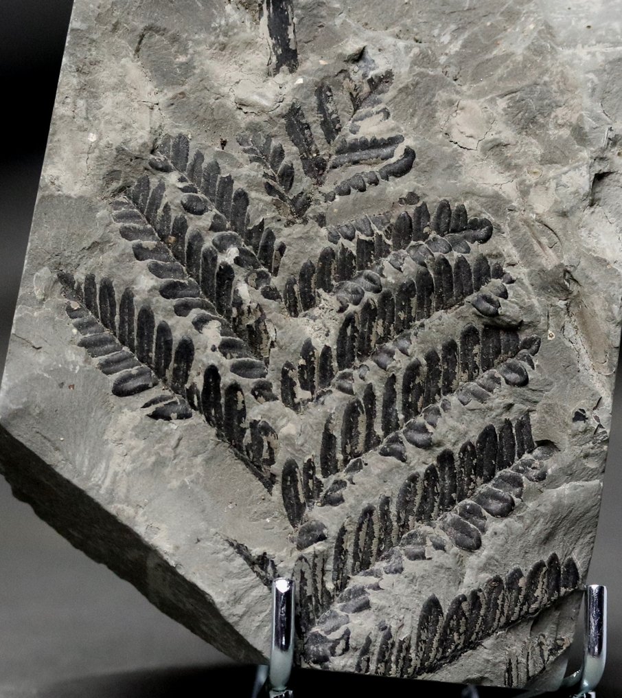 Detaillierte fossile Pflanze - Extra fein - Schwarz auf gräulichem Stein - Versteinerte Pflanze - Neuropteris sp - 11 cm - 9 cm #1.2