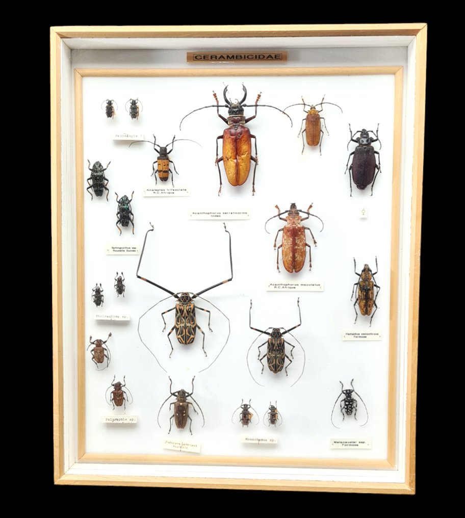 Beetles World Cerambycidae collection (50X40 cm) with rare Indian sp.  - 西洋鏡 Beetles  sp  - with full data and determination information - 1970-1980 #1.1