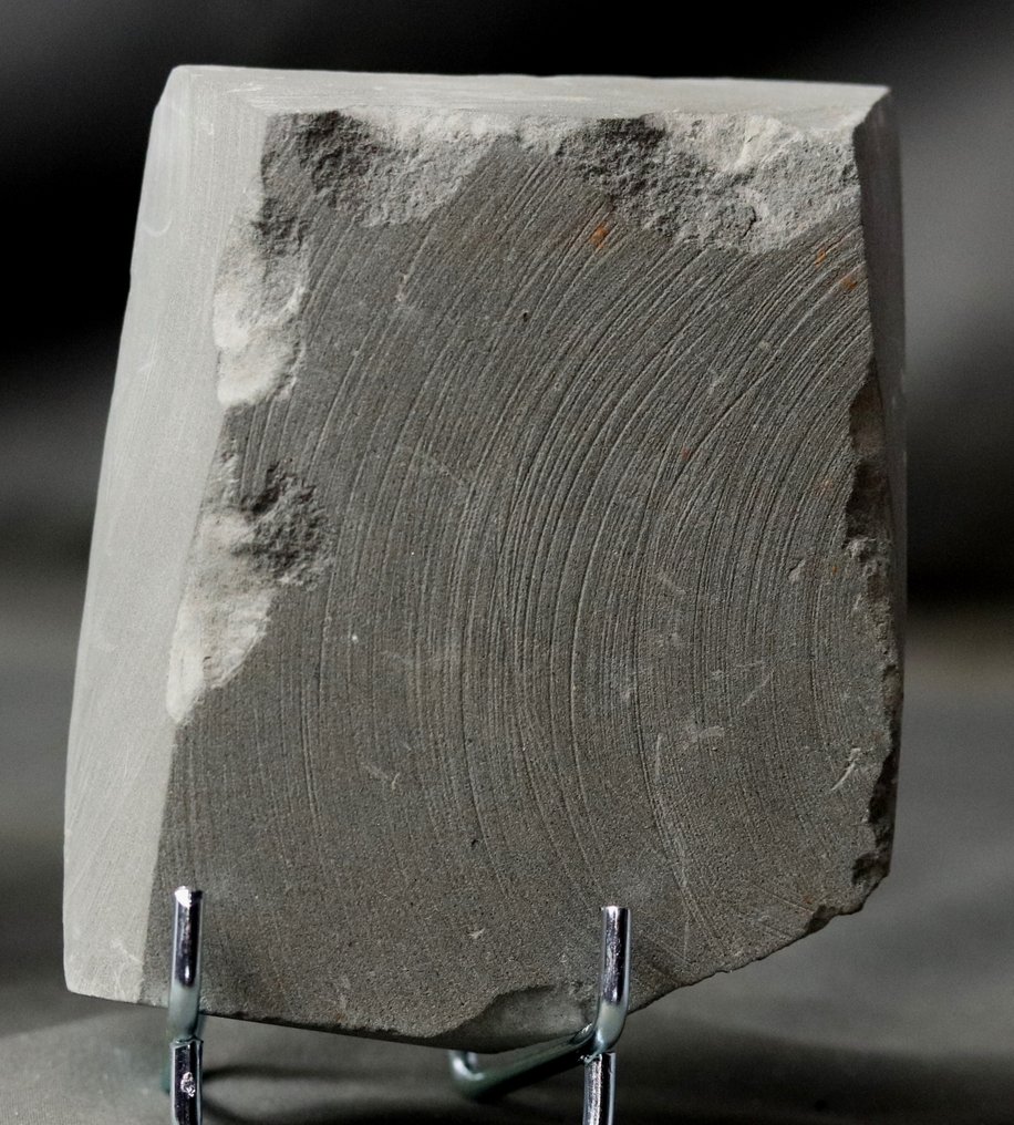 Detaillierte fossile Pflanze - Extra fein - Schwarz auf gräulichem Stein - Versteinerte Pflanze - Neuropteris sp - 11 cm - 9 cm #2.1