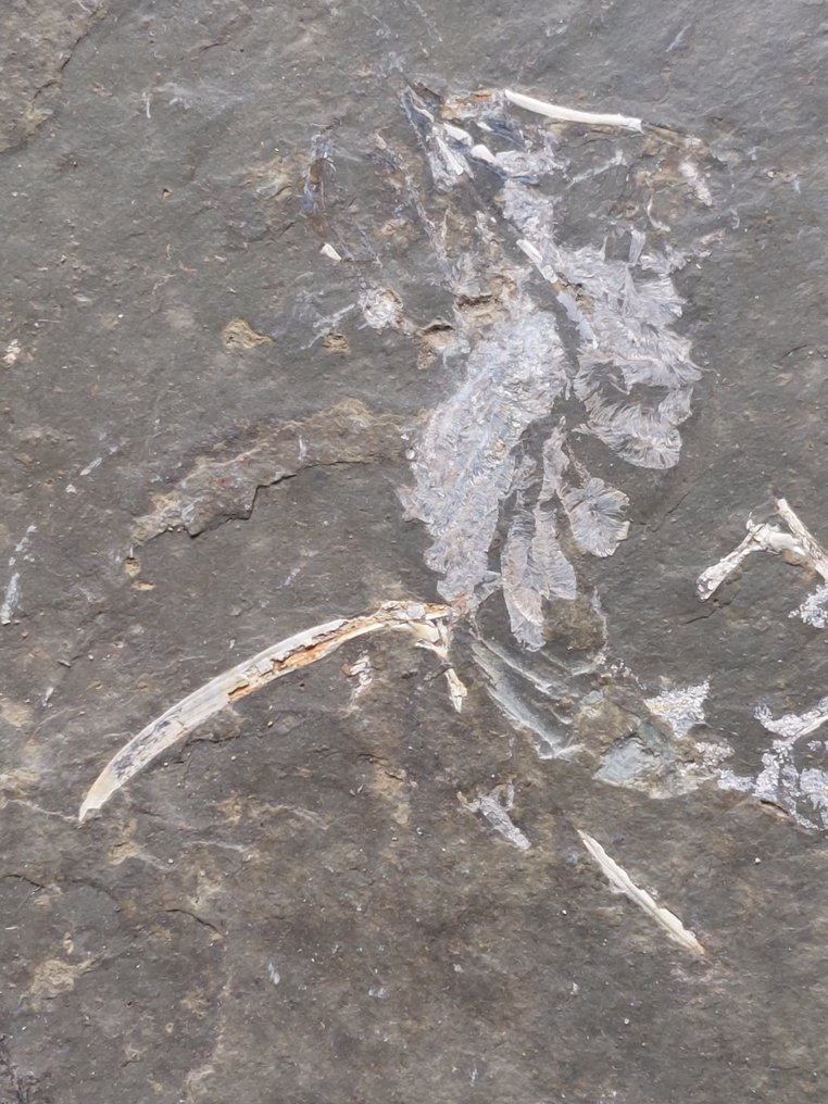 Very nice rare Permian amphibian - Fossil plate matrix - 160 mm - 112 mm  (No Reserve Price) #1.2