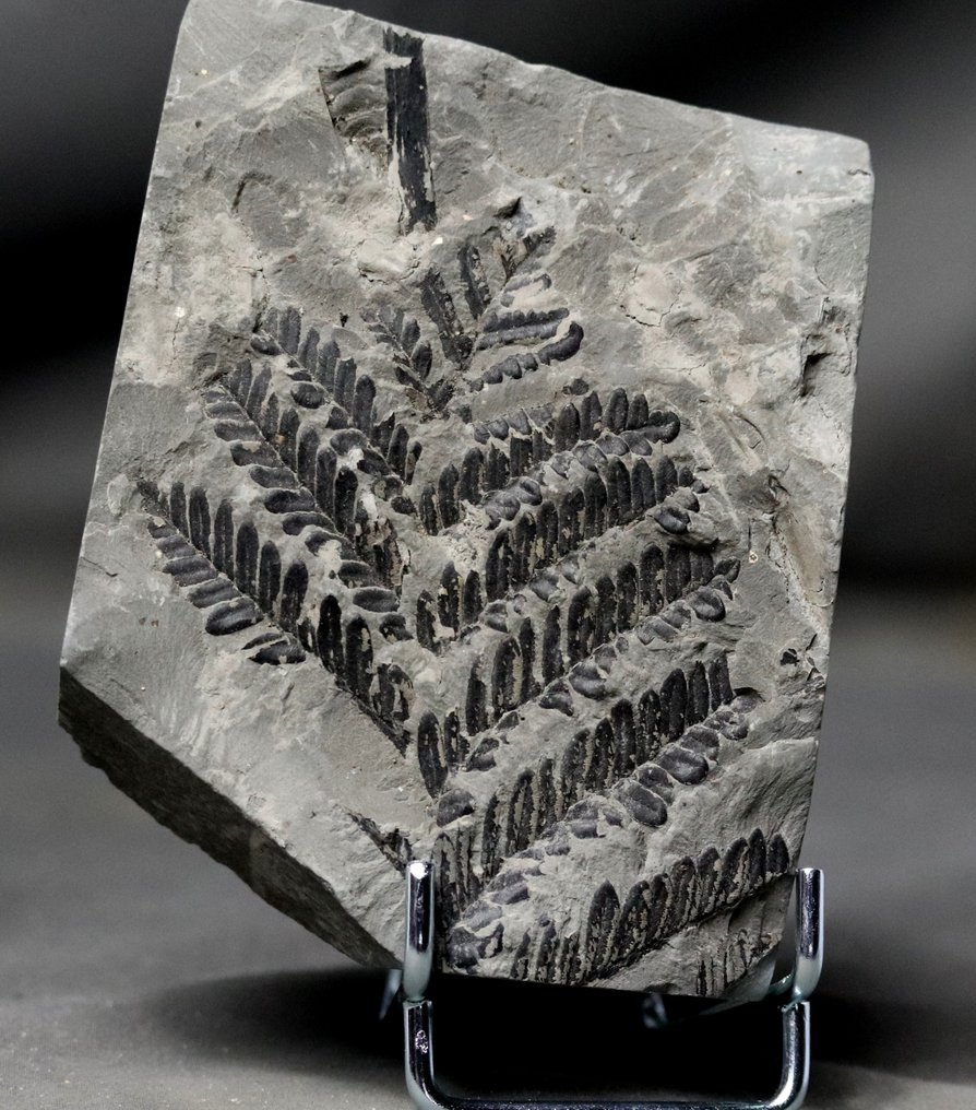細緻的化石植物 - 超細 - 灰色石頭上的黑色 - 植物化石 - Neuropteris sp - 11 cm - 9 cm #1.1