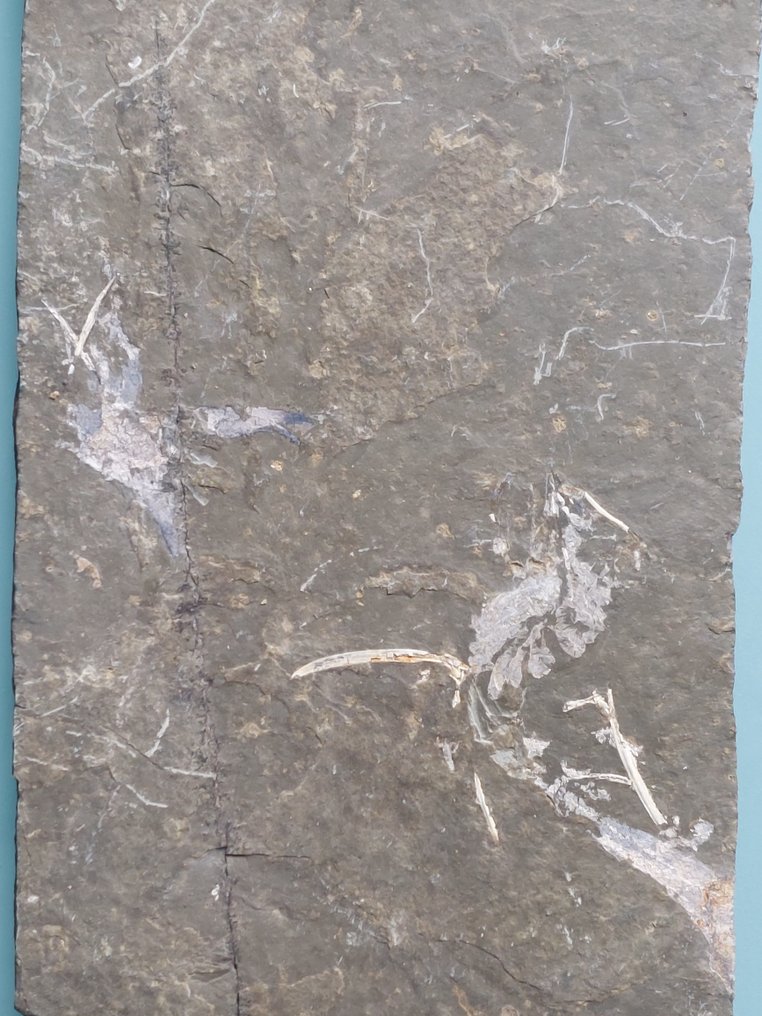 Very nice rare Permian amphibian - Fossil plate matrix - 160 mm - 112 mm  (No Reserve Price) #1.1