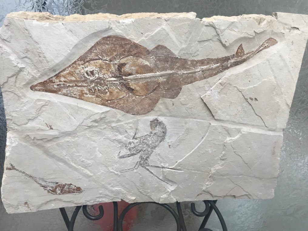 Fossil matris - Guitar fish / with shrimp and fish - 37 m - 54 cm #1.1