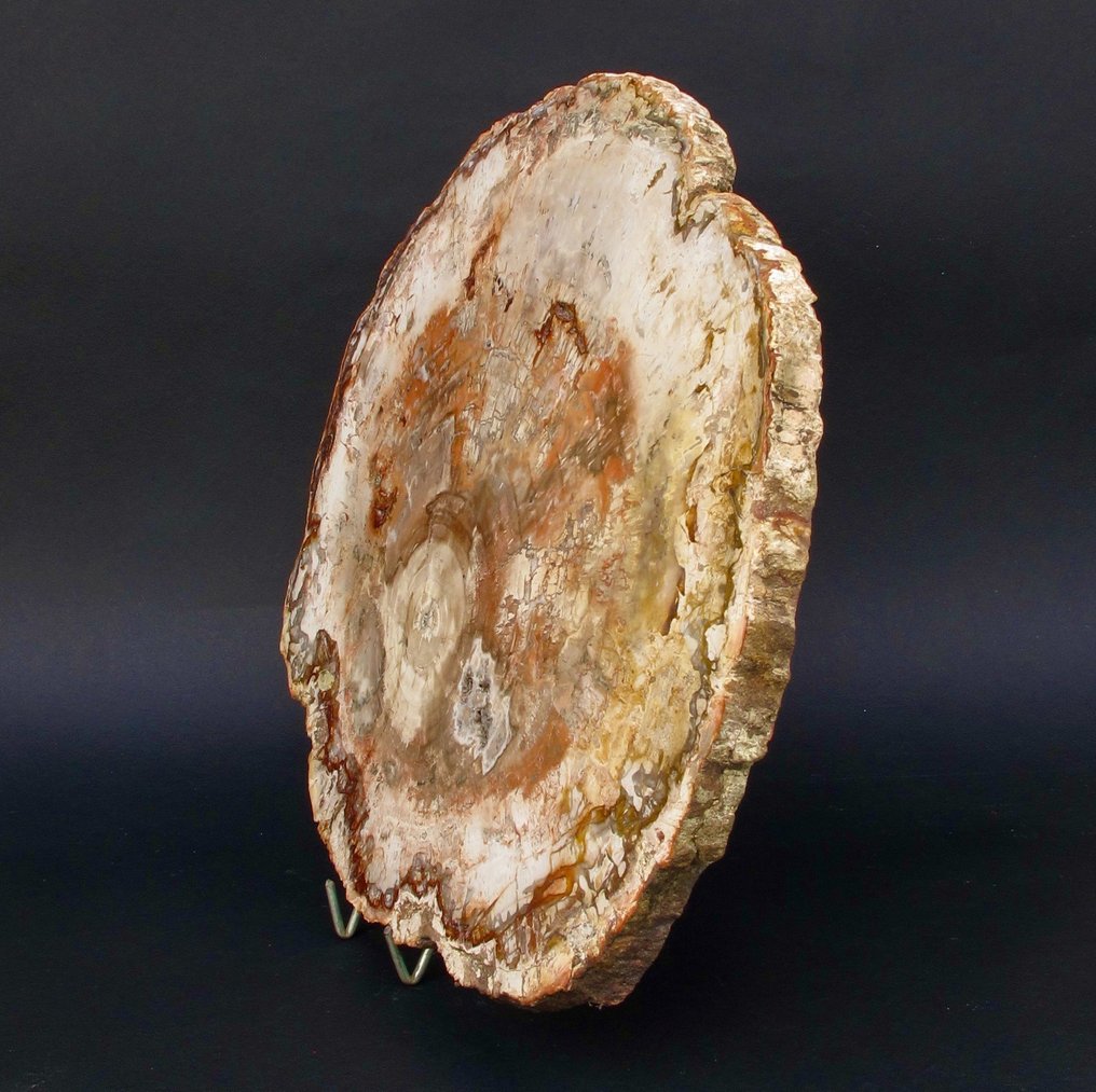 Versteinertes Holz Große Tafel - Höhe: 36 cm - Breite: 41 cm- 5.7 kg #1.0