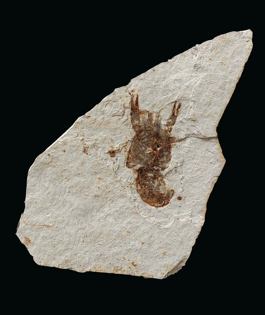 脆弱的淡水生物 - 动物化石 - Lobster - 19 cm - 10 cm #1.2