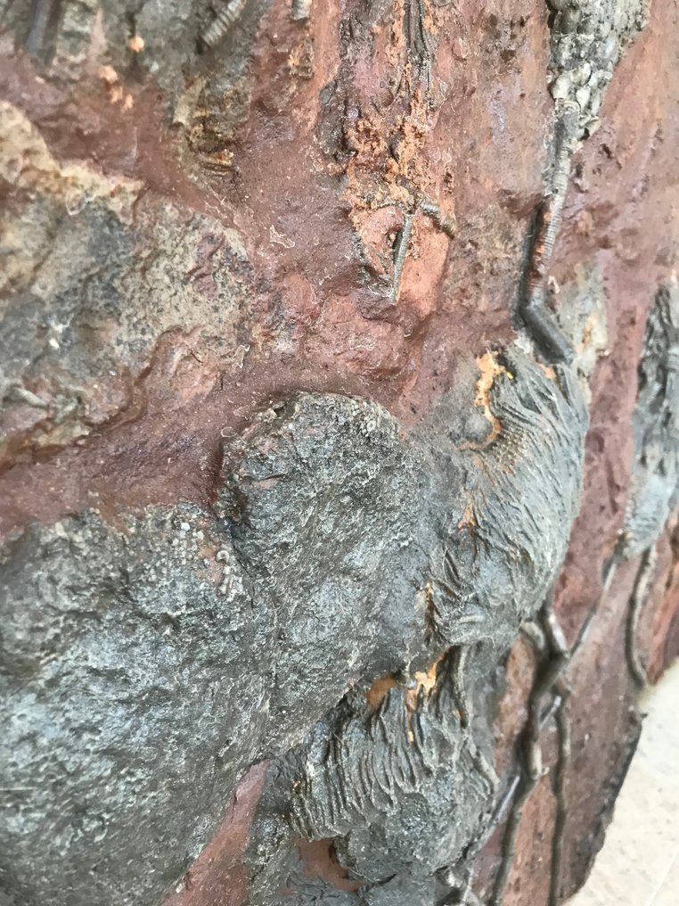 Fossil-Matrix - Crinoide - 96 cm - 70 cm #3.1