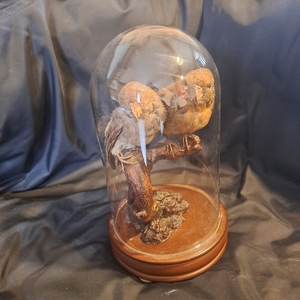 Svartvinget dvergpapegøye - Utstopping av kropp i naturlig størrelse - Agapornis taranta - montage vintage sous globe en verre  - - 24 cm - 12 cm - 12 cm - CITES Vedlegg II - Vedlegg B i EU #1.1