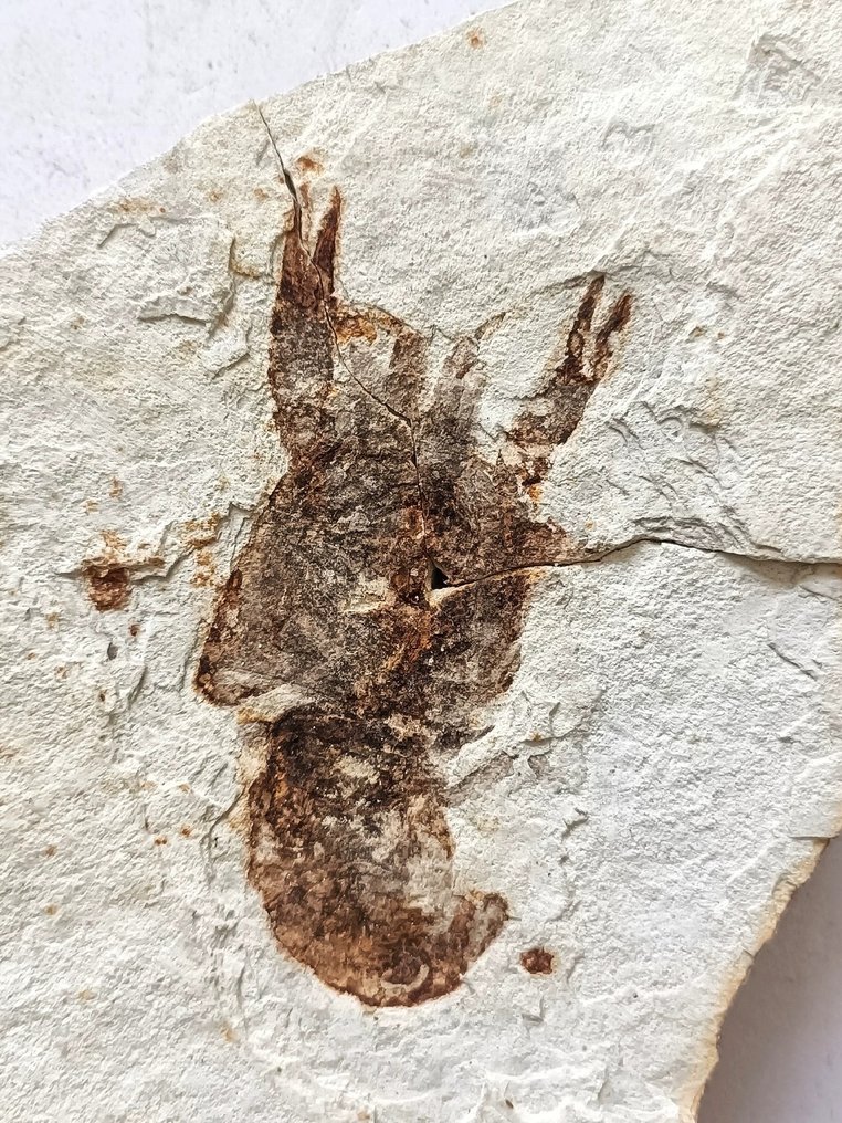 Delicadas criaturas de agua dulce - Animal fosilizado - Lobster - 19 cm - 10 cm #1.1