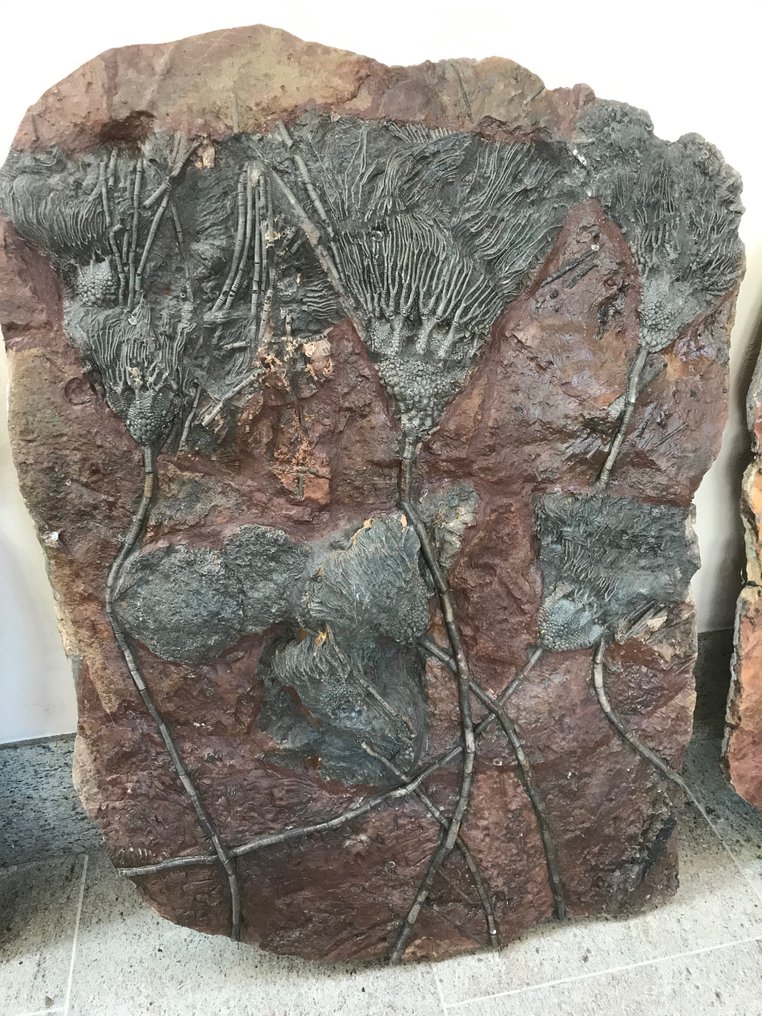 Fossil matrix - Crinoide - 96 cm - 70 cm #1.1