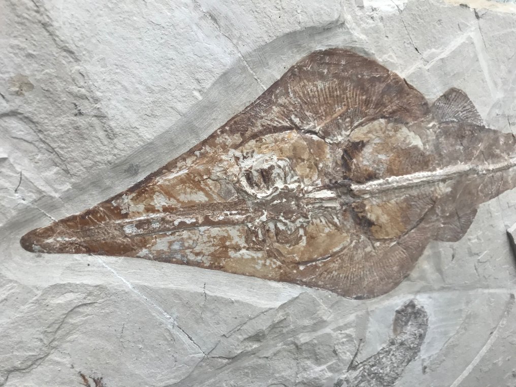 Fossil matris - Guitar fish / with shrimp and fish - 37 m - 54 cm #3.2