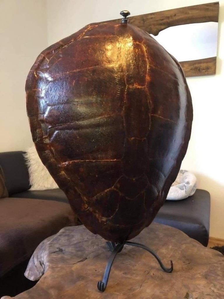 Kilpikonna Panssari - Antike riesige Panpanel-Lampe in Schildkrötenoptik. (Caretta caretta) - 70 cm - 50 cm - 25 cm - esi-CITES (ennen v. 1947) #1.2