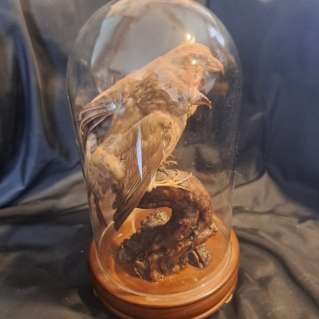 Feketeszárnyú szerelmesmadár - Taxidermia teljes test - Agapornis taranta - montage vintage sous globe en verre  - - 24 cm - 12 cm - 12 cm - CITES függelék II - EU-melléklet B #1.2