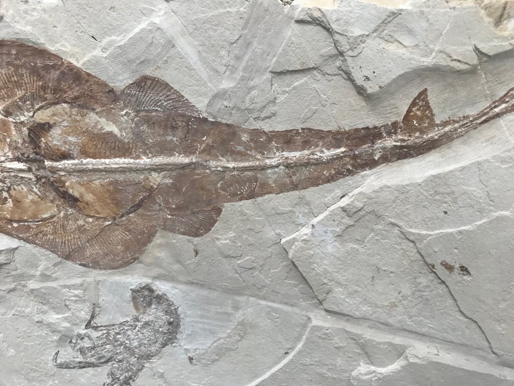 Fossil matris - Guitar fish / with shrimp and fish - 37 m - 54 cm #2.1