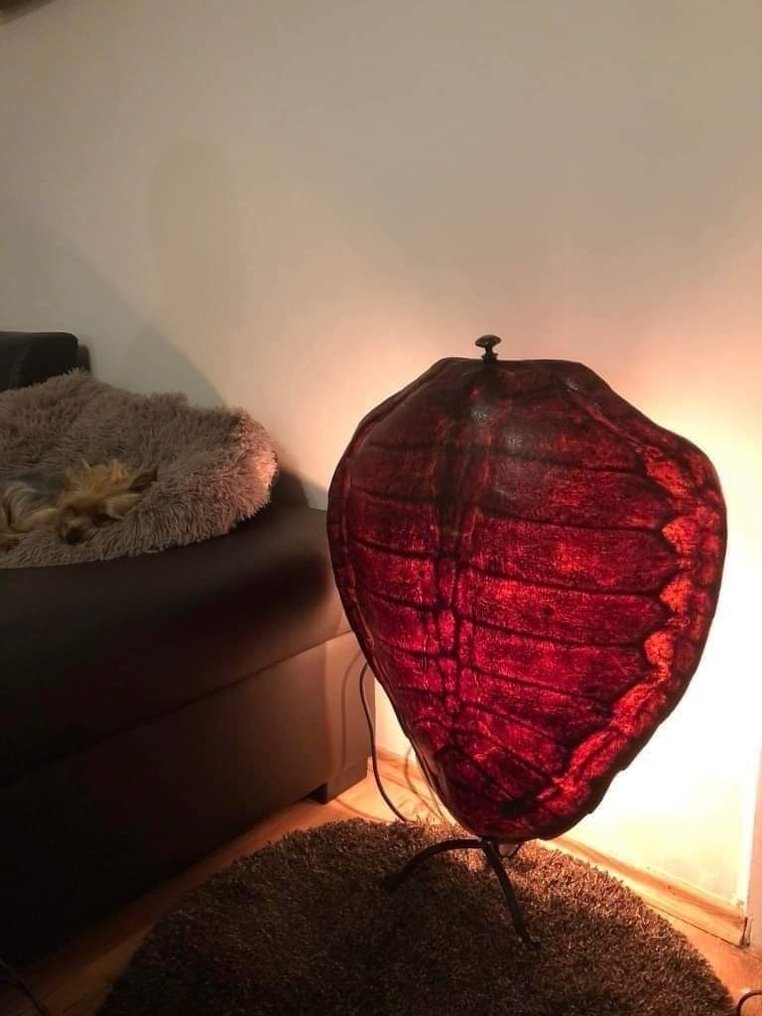 sköldpadda Ryggsköld - Antike riesige Panpanel-Lampe in Schildkrötenoptik. (Caretta caretta) - 70 cm - 50 cm - 25 cm - före CITES (dvs. före-1947) #2.1