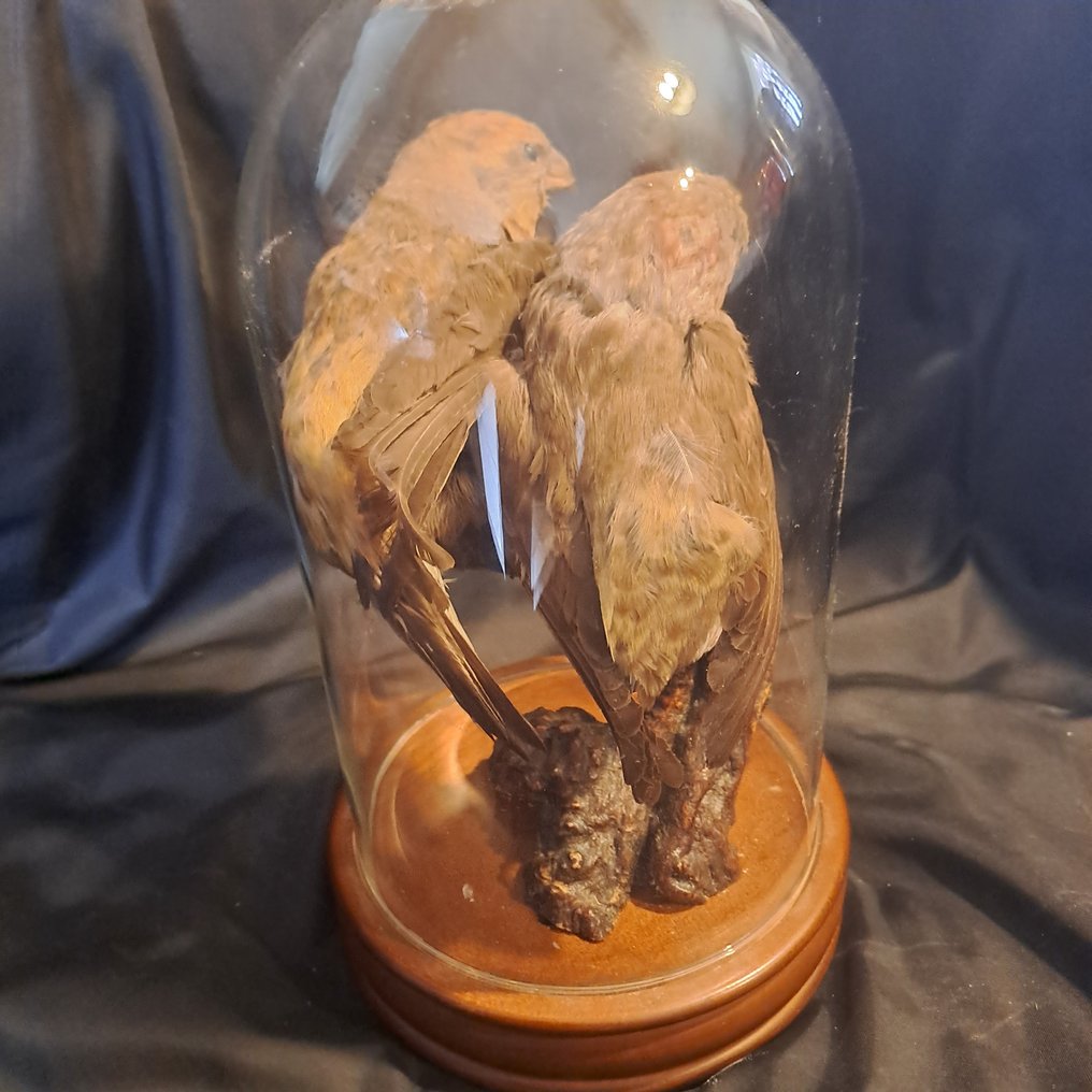 黑翅愛情鳥 - 標本全身支架 - Agapornis taranta - montage vintage sous globe en verre  - - 24 cm - 12 cm - 12 cm - CITES 附件2 - 歐盟內附件B #2.1