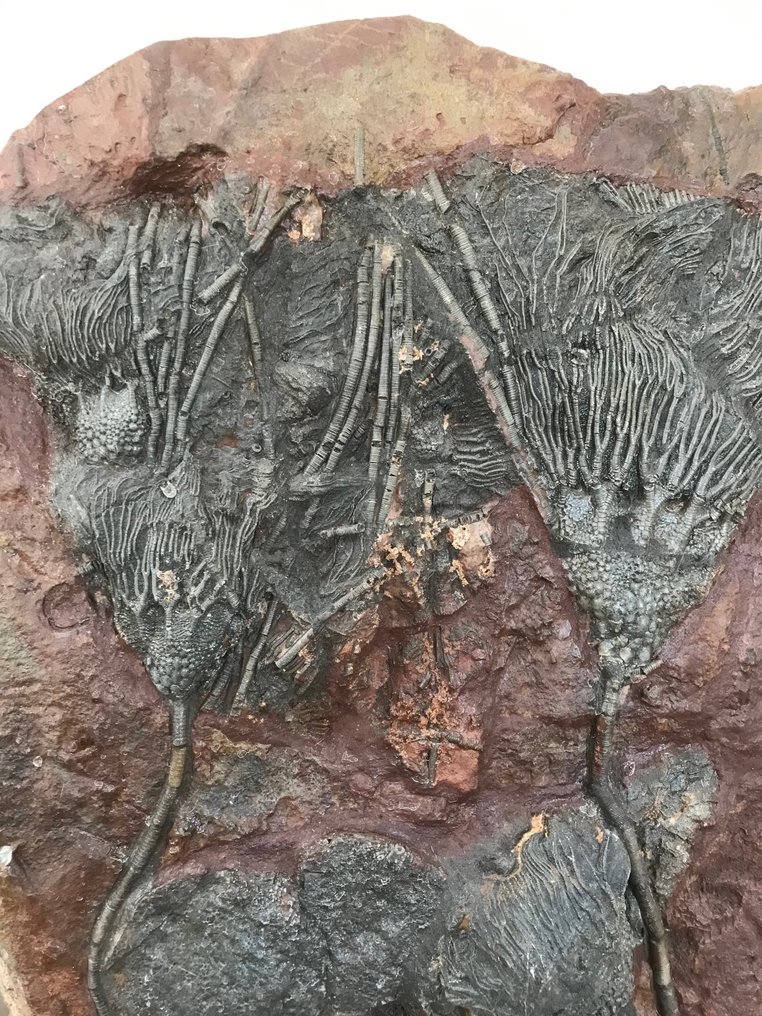 Fossil matrix - Crinoide - 96 cm - 70 cm #3.2