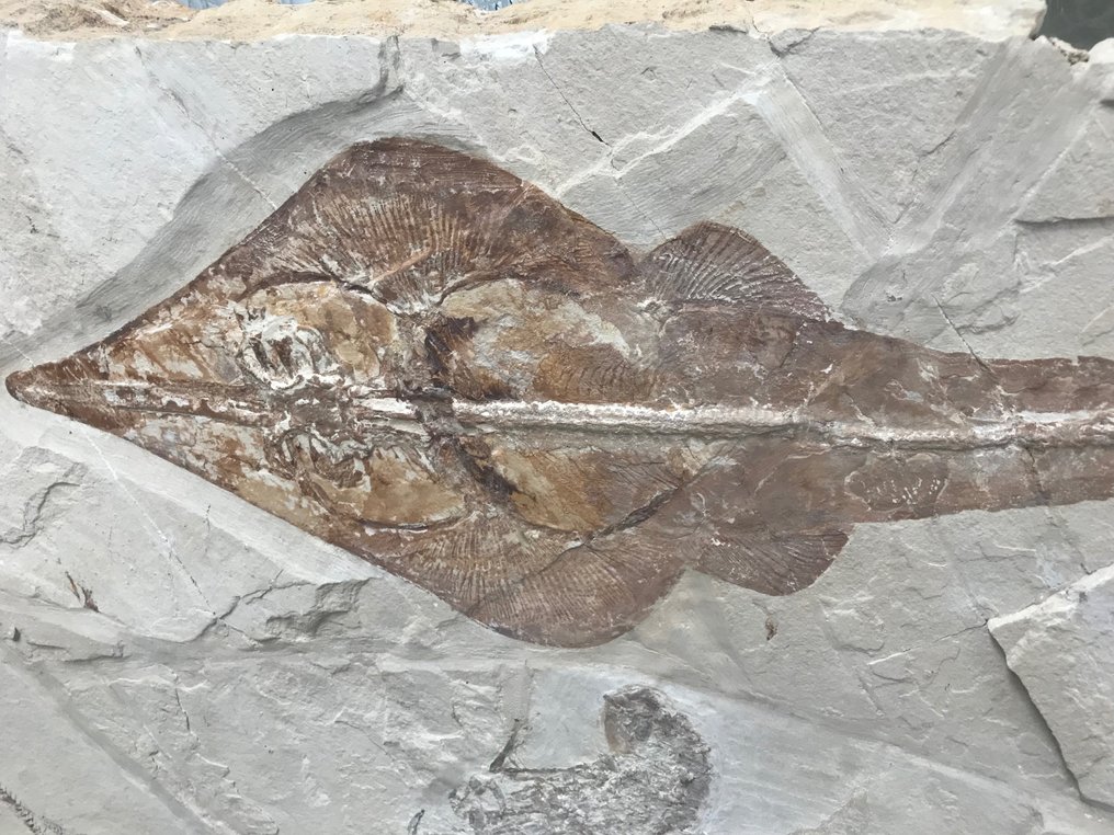 Fossil matris - Guitar fish / with shrimp and fish - 37 m - 54 cm #2.2