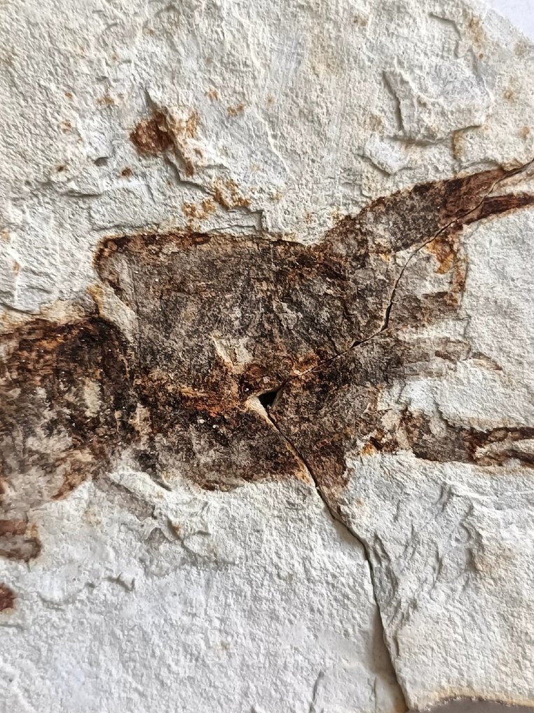 脆弱的淡水生物 - 动物化石 - Lobster - 19 cm - 10 cm #2.1