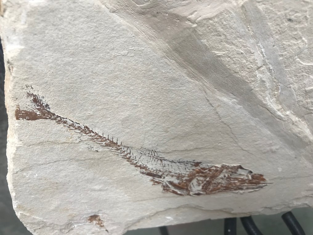Fossil matris - Guitar fish / with shrimp and fish - 37 m - 54 cm #3.1