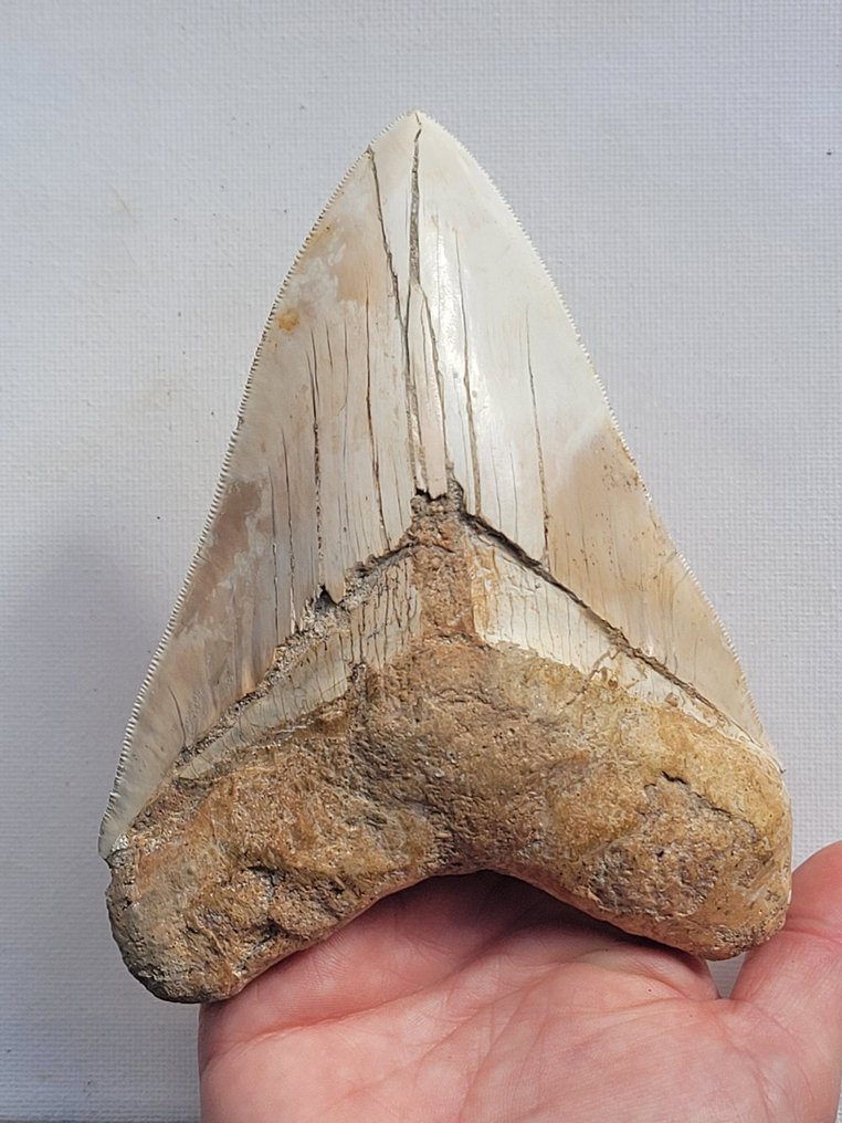Megalodon - Fossil tooth - 13.4 cm - 10.3 cm #1.1