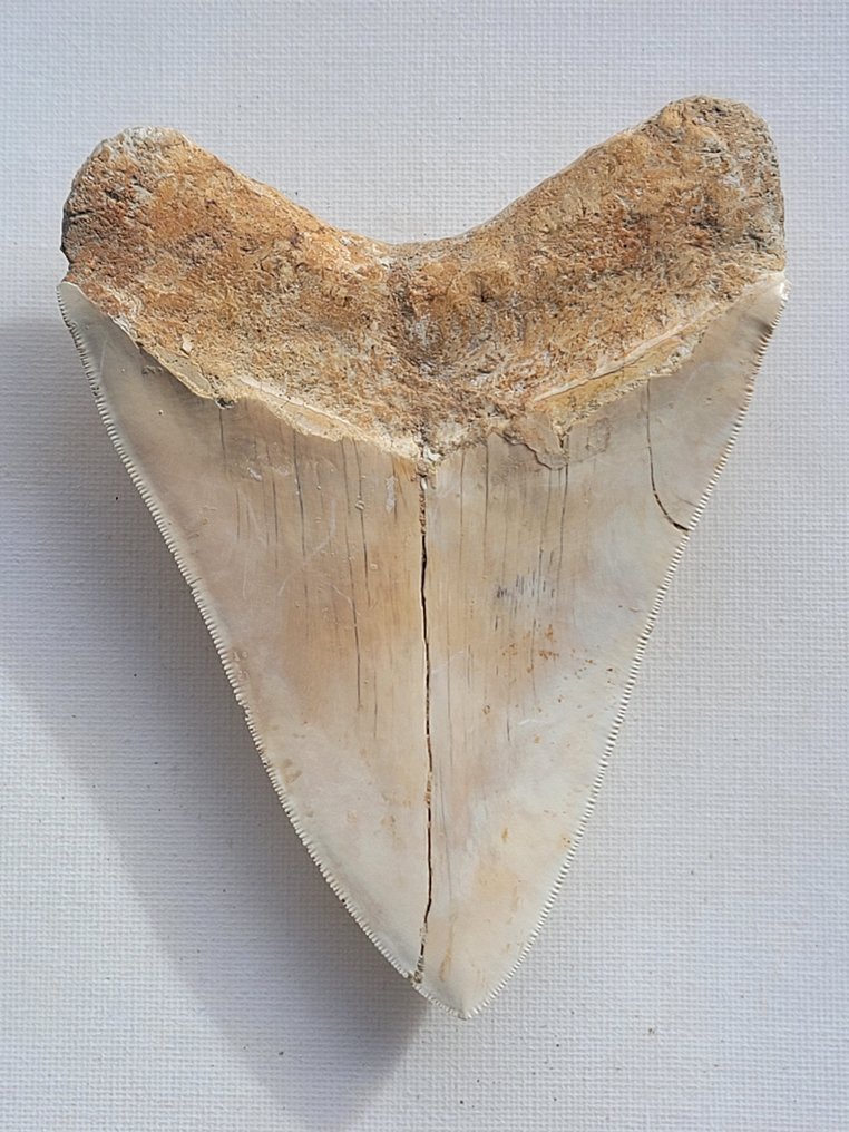 Megalodon - Dinte fosilă - 13.4 cm - 10.3 cm #1.2