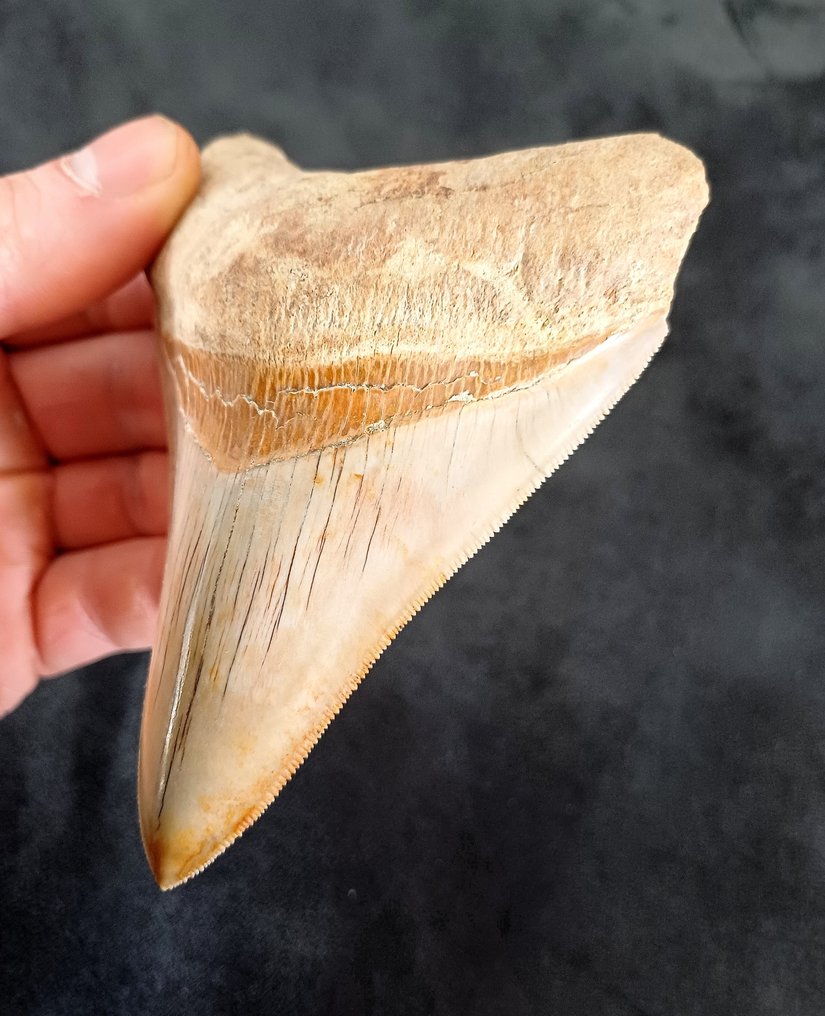 巨齿鲨 - 牙齿化石 - 113 mm - 82 mm #1.2