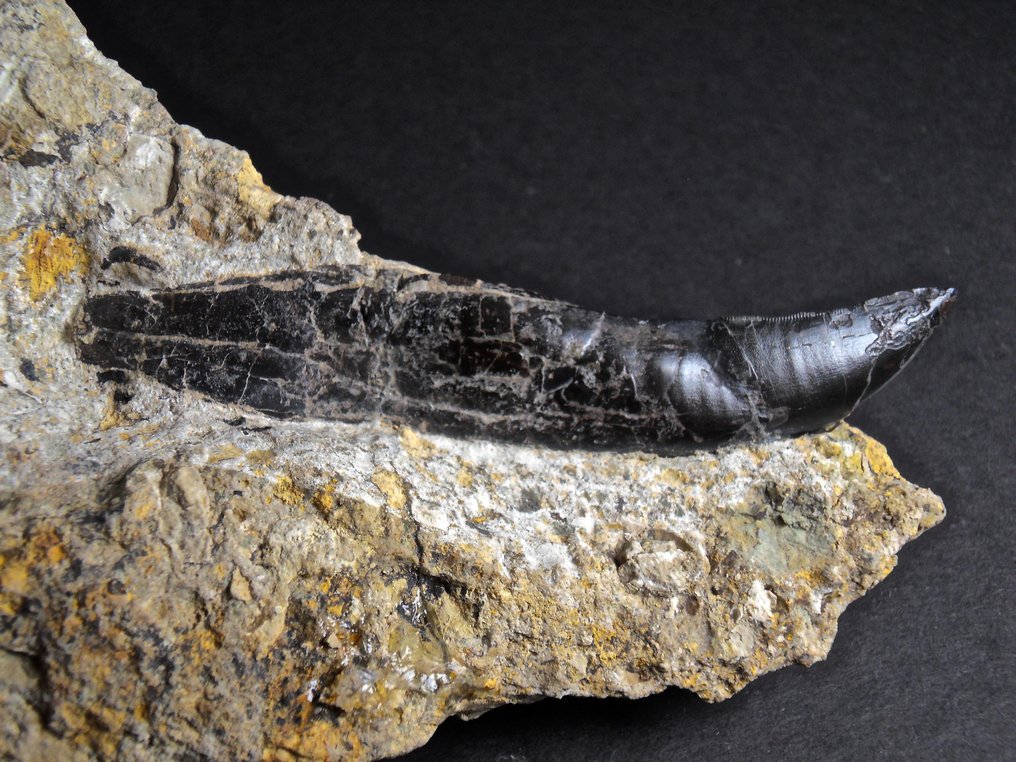 異特龍 - 牙齒化石 - Komplett mit Wurzel, Allosaurus fragilis - Morrison Formation, Wyoming #3.2