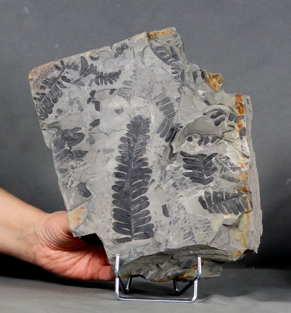 Planta Fósil Grande y detallada - Extra fina - Planta fosilizada - Alethopteris sp - 23 cm - 18.5 cm #2.1
