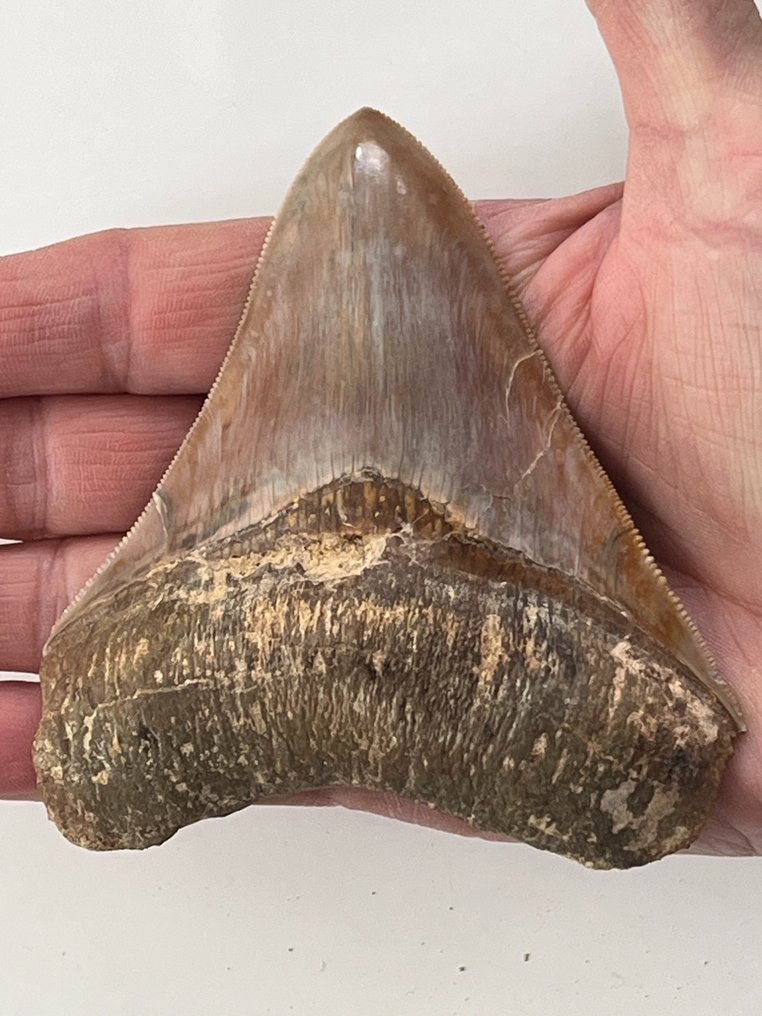 Megalodon tand 10,2 cm - Fossil tand - Carcharocles megalodon  (Ingen mindstepris) #1.1