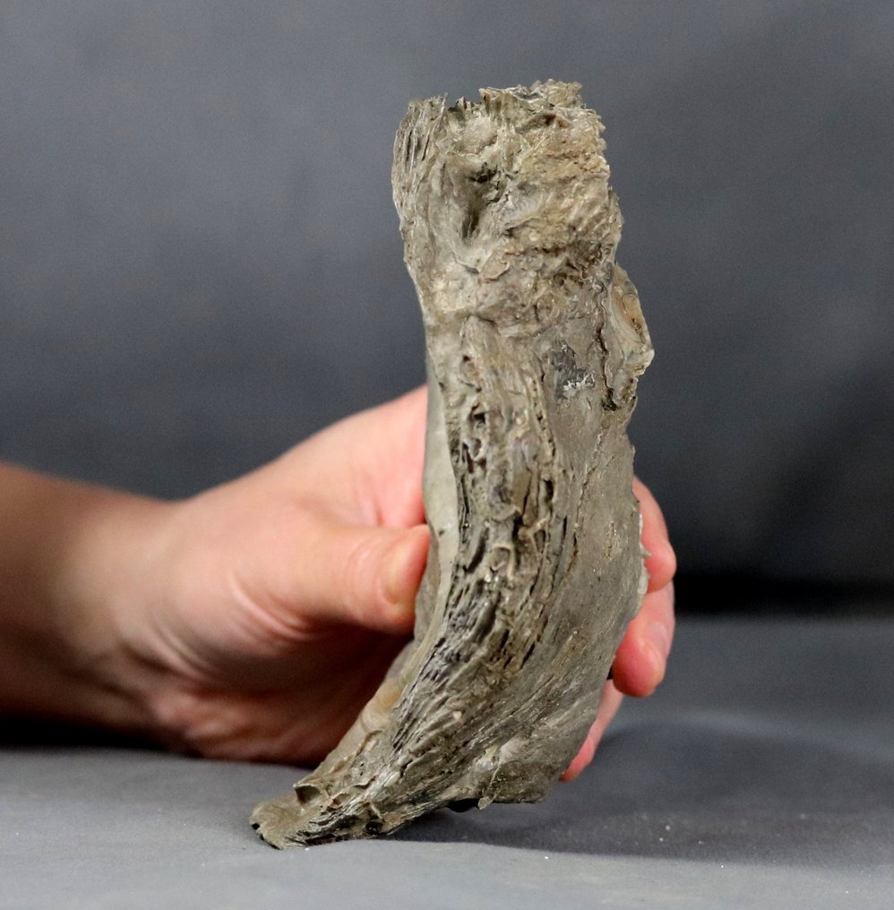 Reuze oesterfossiel 14 cm !! - Gefossiliseerd dier - Gryphaea dilatata - 14 cm #2.2
