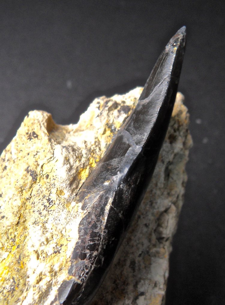 Allozaur - Skamieniały ząb - Komplett mit Wurzel, Allosaurus fragilis - Morrison Formation, Wyoming #3.1