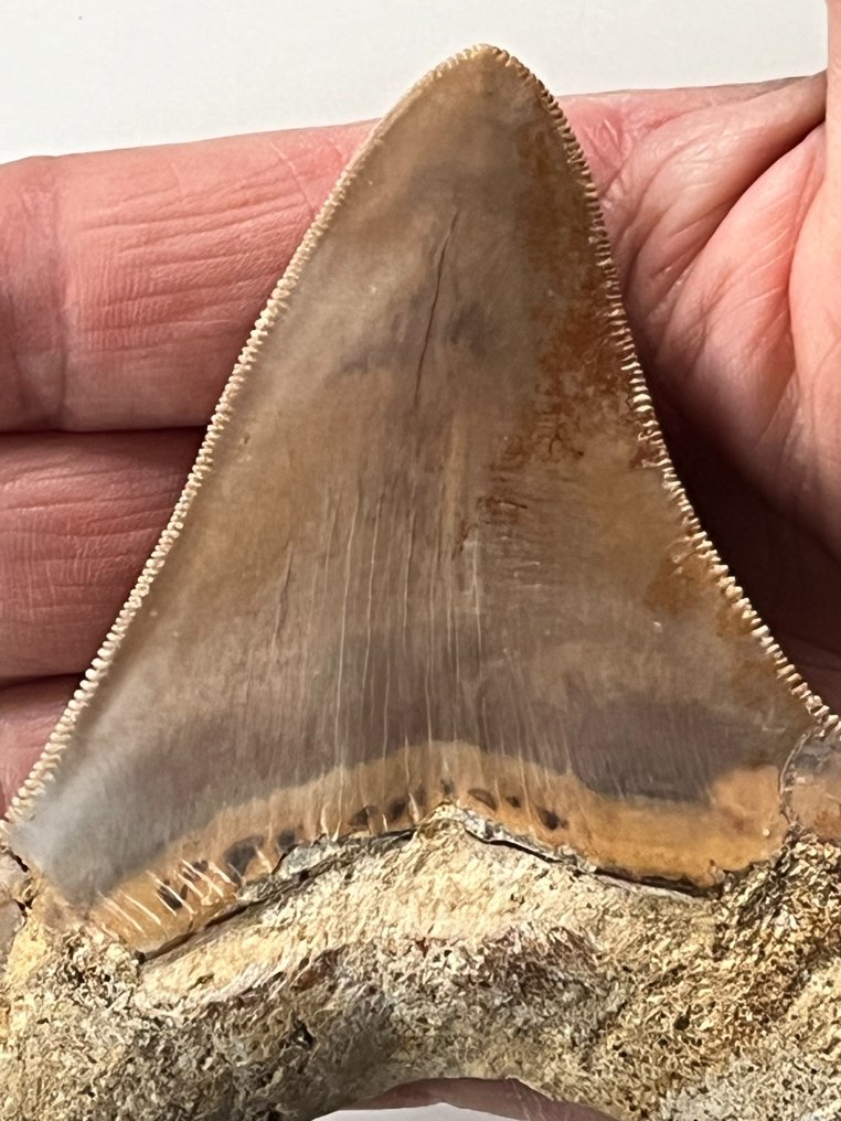 Ząb megalodona 10,0 cm - Skamieniały ząb - Carcharocles megalodon  (Bez ceny minimalnej
) #2.1