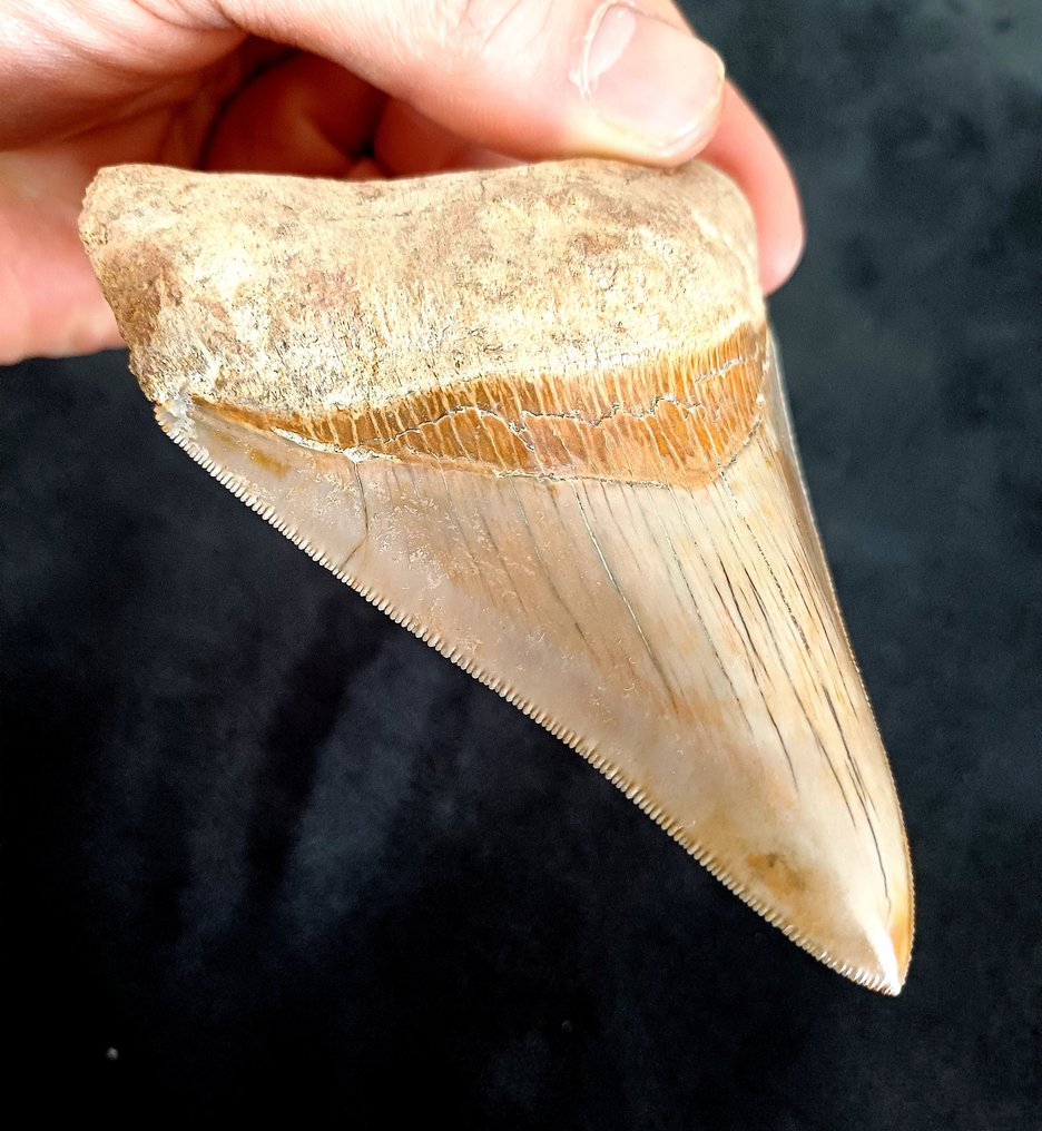 巨齿鲨 - 牙齿化石 - 113 mm - 82 mm #2.1