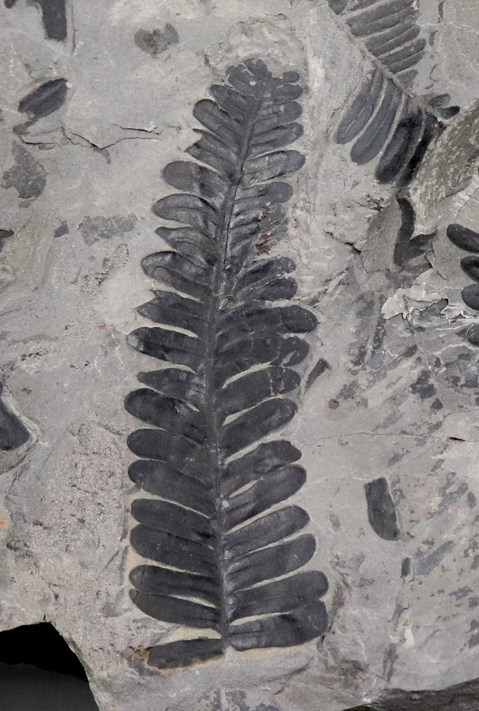 Planta Fósil Grande y detallada - Extra fina - Planta fosilizada - Alethopteris sp - 23 cm - 18.5 cm #3.1