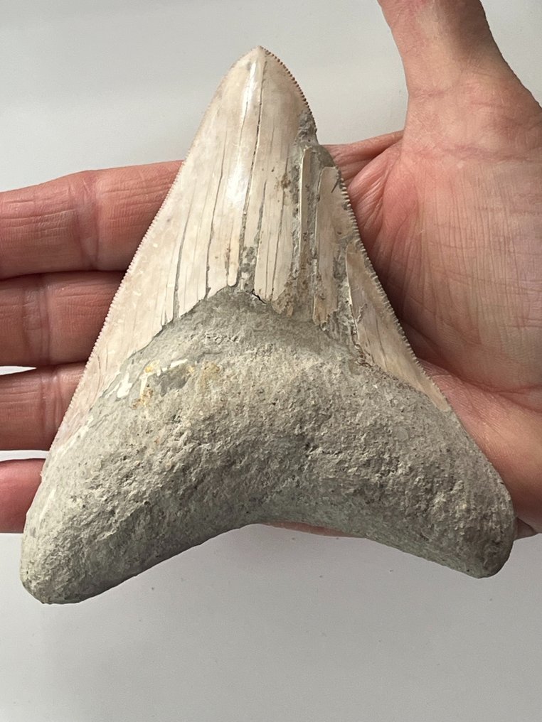 Megalodon tand 12,3 cm - Fossiele tand - Carcharocles megalodon  (Zonder Minimumprijs) #1.1