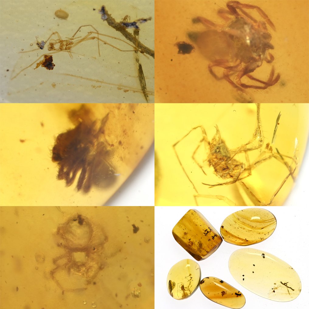 Lote de 5 peças de âmbar birmanês, todas com inclusões de insetos fósseis de aranha - Âmbar  (Sem preço de reserva) #1.1