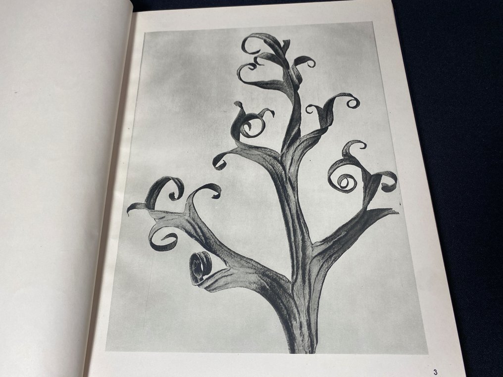 Professor Dr. Karl Blossfeldt - Wunder in der Natur (THIRD BOOK, SUPER FRESH) - 1942 #4.3