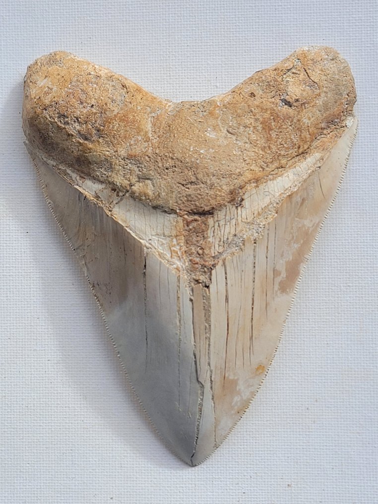 巨牙鯊 - 牙齒化石 - 13.4 cm - 10.3 cm #2.1