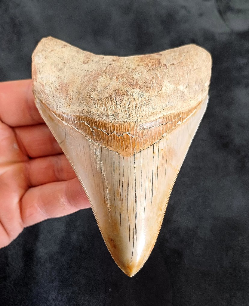 巨齿鲨 - 牙齿化石 - 113 mm - 82 mm #1.1