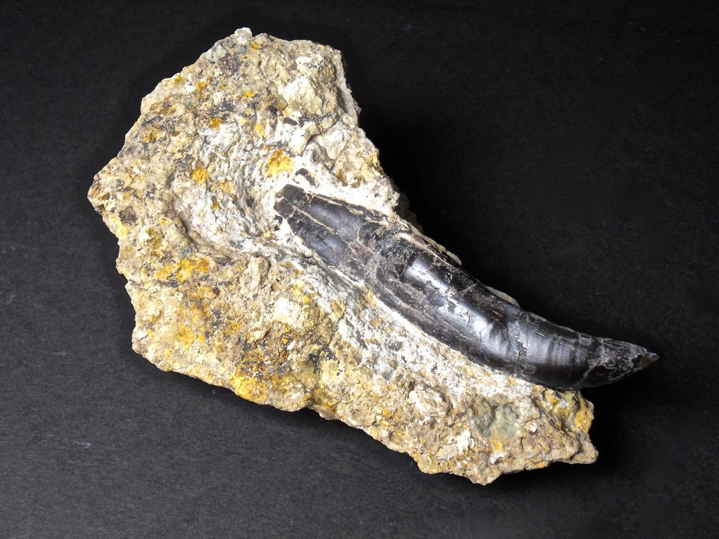 异龙 - 牙齿化石 - Komplett mit Wurzel, Allosaurus fragilis - Morrison Formation, Wyoming #2.1