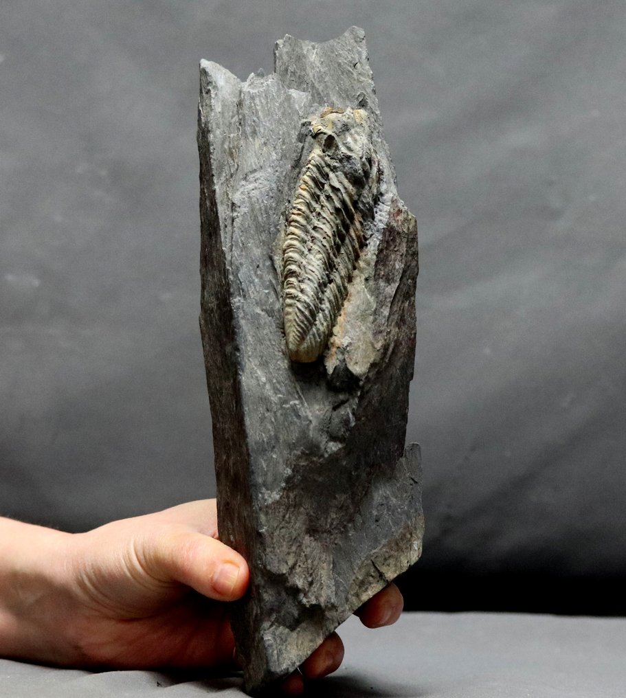 Grande trilobite, prono sulla matrice - Animale fossilizzato - Neseuretus tristani - 24 cm - 7 cm #3.1