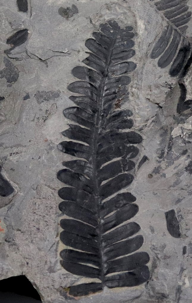 Planta Fósil Grande y detallada - Extra fina - Planta fosilizada - Alethopteris sp - 23 cm - 18.5 cm #3.2