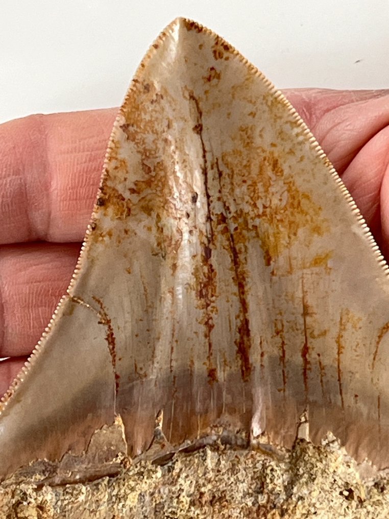 巨齒鯊牙齒 11.3 厘米 - 牙齒化石 - Carcharocles megalodon  (沒有保留價) #2.1