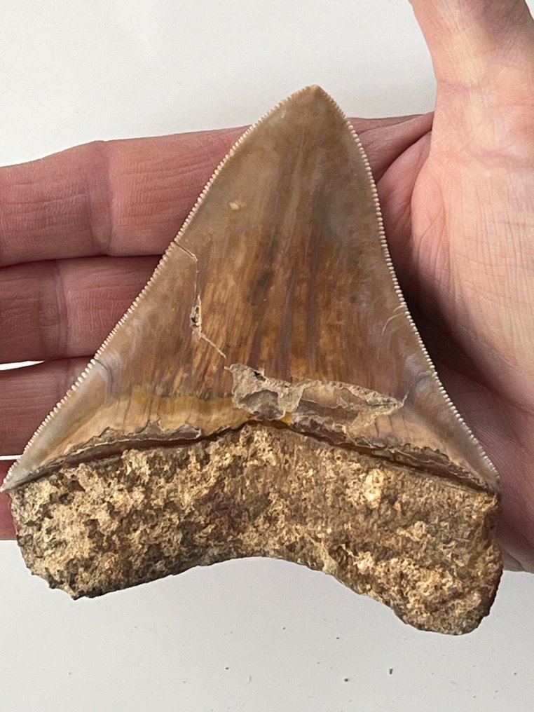 Megalodon tand 10,2 cm - Fossil tand - Carcharocles megalodon  (Ingen mindstepris) #1.2