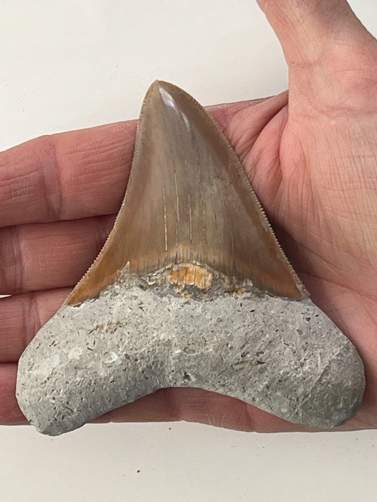 Megalodon tand 9,7 cm - Fossiele tand - Carcharocles megalodon  (Zonder Minimumprijs) #1.1