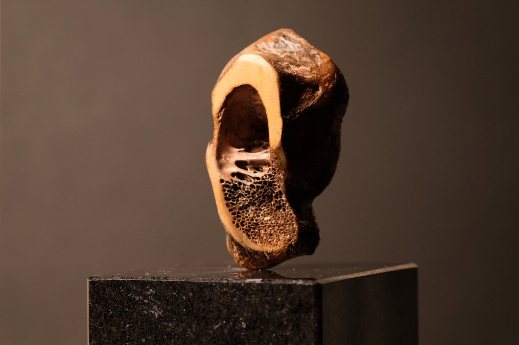 Säugetier - Fossiler Knochen - 15 cm  (Ohne Mindestpreis) #1.1