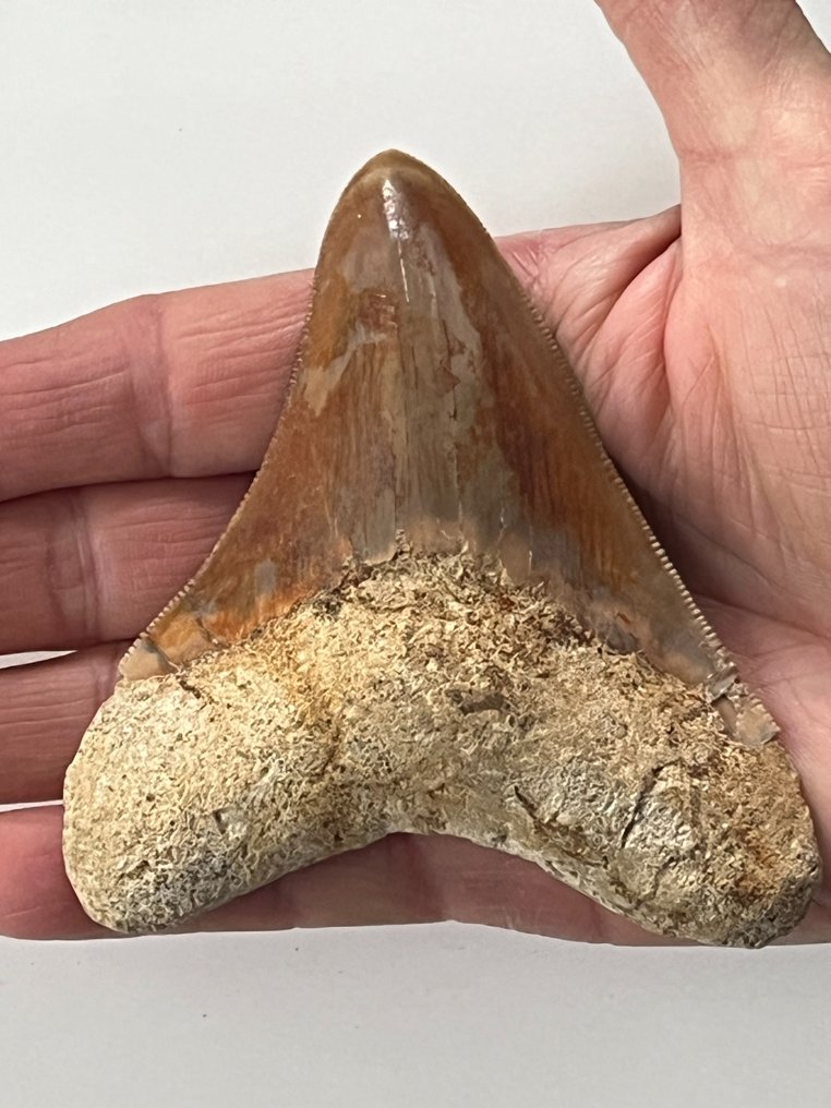 Ząb megalodona 10,0 cm - Skamieniały ząb - Carcharocles megalodon  (Bez ceny minimalnej
) #1.1