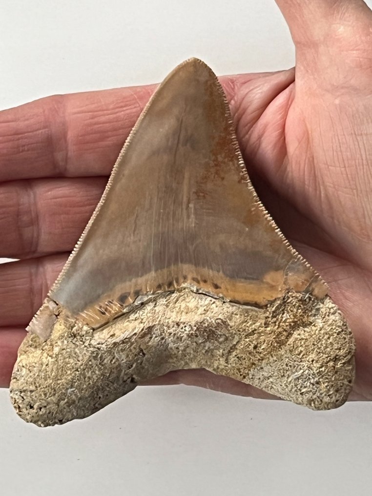 Ząb megalodona 10,0 cm - Skamieniały ząb - Carcharocles megalodon  (Bez ceny minimalnej
) #1.2