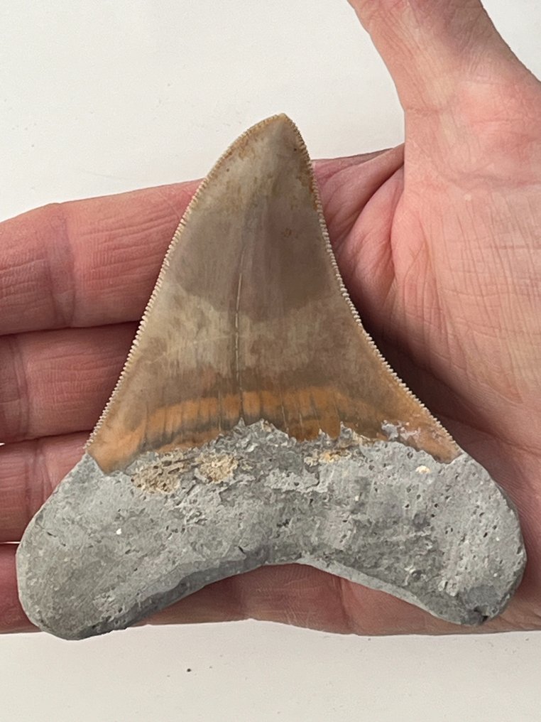 Megalodon tann 9,7 cm - Fossil tann - Carcharocles megalodon  (Ingen reservasjonspris) #1.2