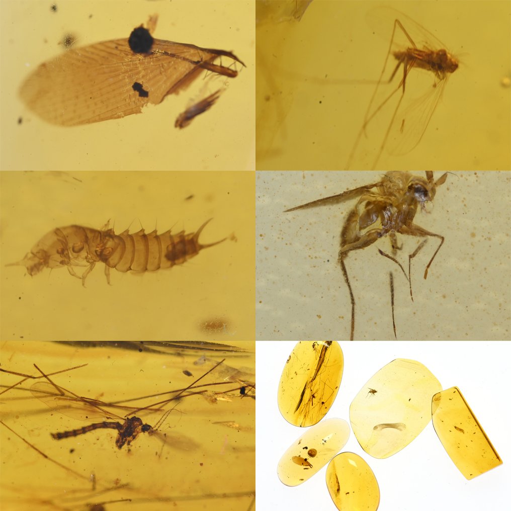Lot of 5 pieces of Burmese amber, all with variety of fossil insect inclusions - Amber  (No Reserve Price) #1.1